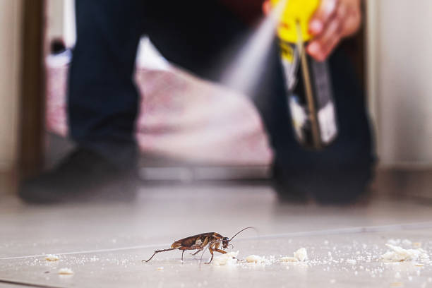 Best Best Pest Control Companies  in Boca Raton, FL