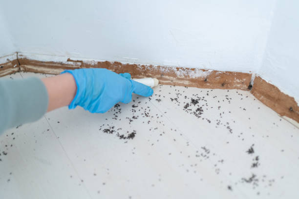 Best Termite Control Services  in Boca Raton, FL